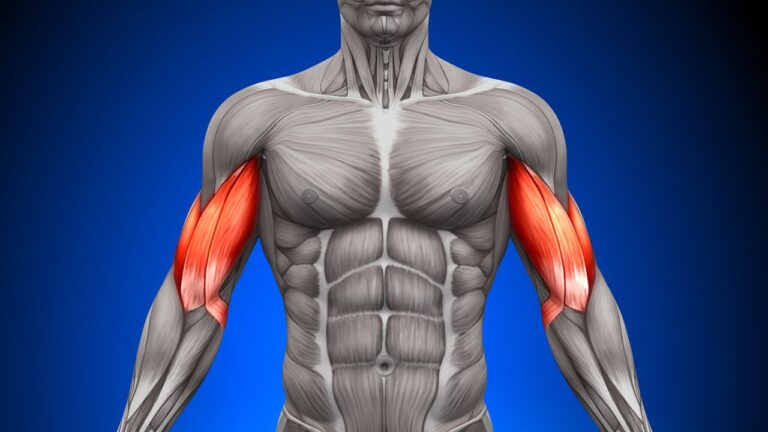 Anatomía detallada de bíceps destacados en color rojo sobre un modelo humano.